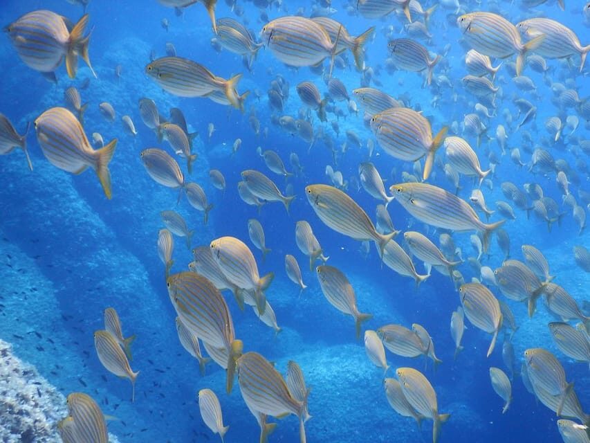 Snorkelling & Marine Biology Experience in the Cinque Terre - Who you’ll swim with: fish you can actually name