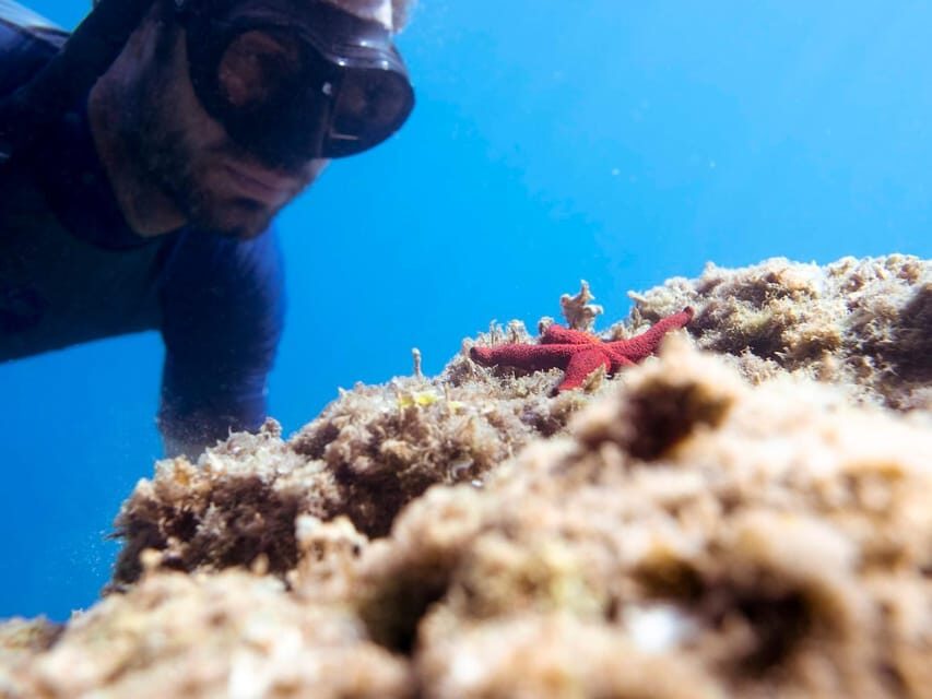 Snorkelling & Marine Biology Experience in the Cinque Terre - The 1.5-hour flow: what to expect from start to finish
