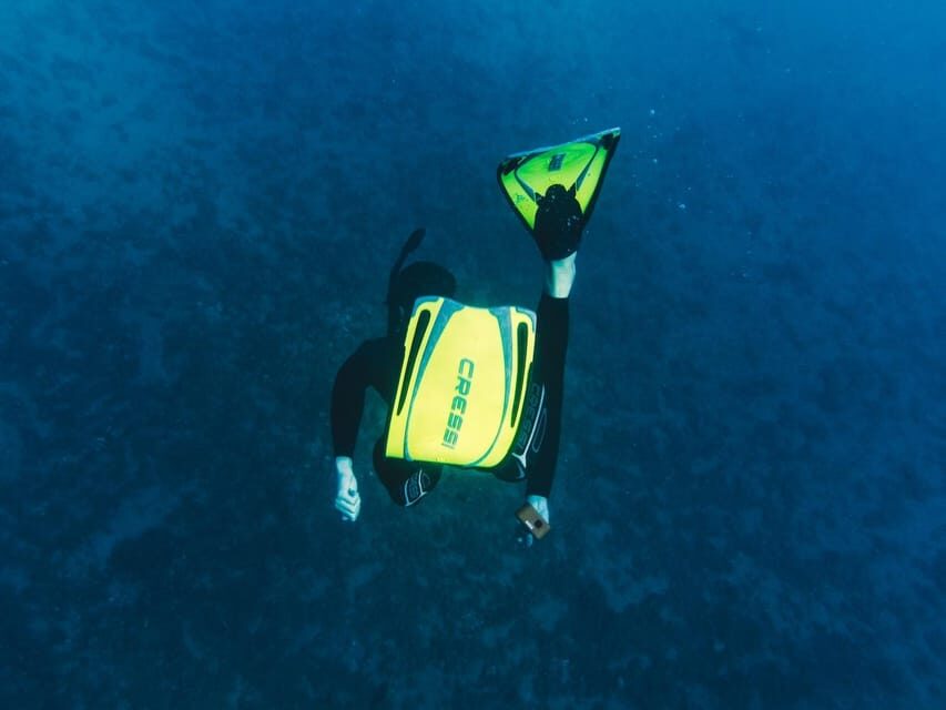 Snorkelling & Marine Biology Experience in the Cinque Terre - The Posidonia meadow stop: the main event under the water